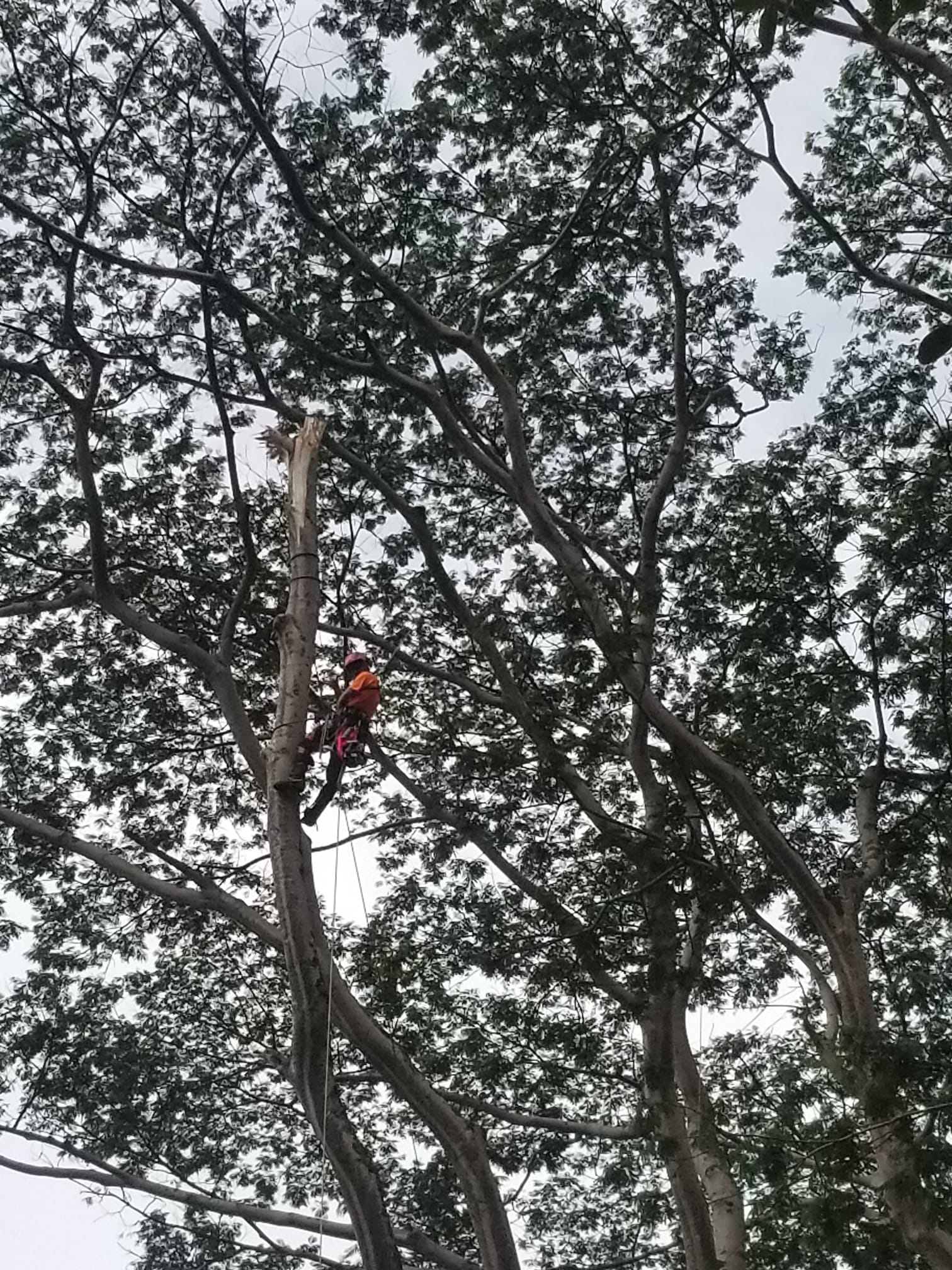 High canopy work